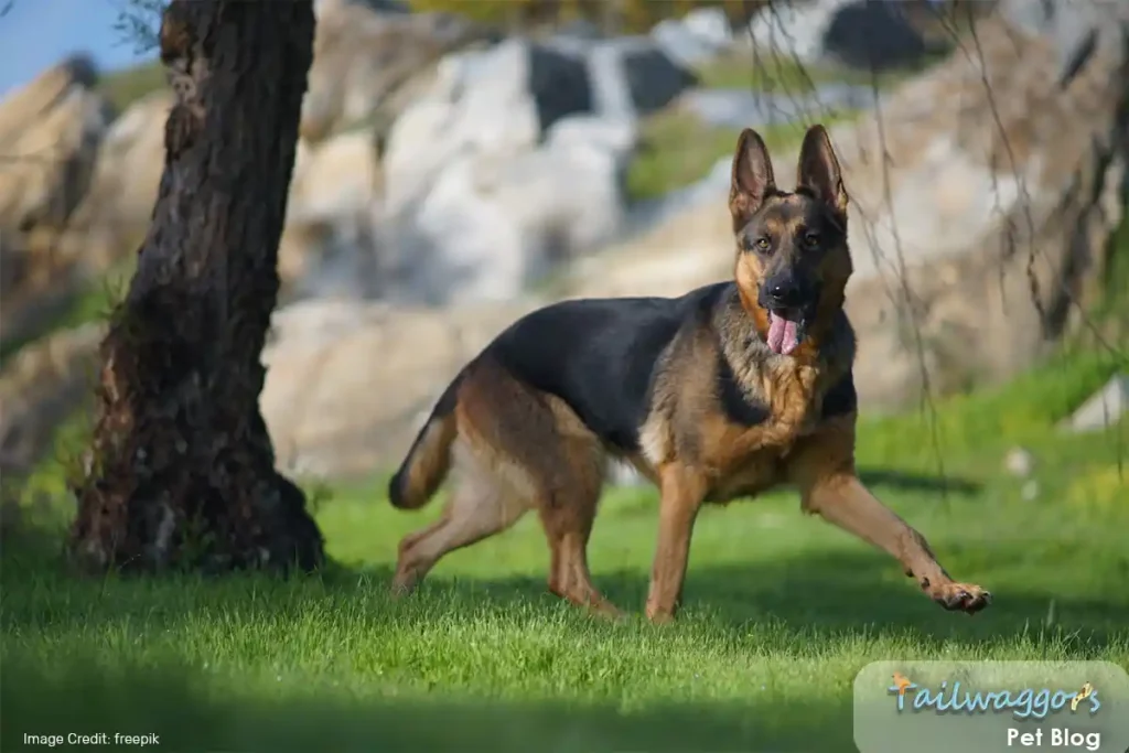 German Shepherd Dog running energetically across a grassy field, demonstrating the breed's natural herding and working dog heritage.