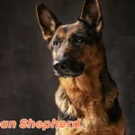 German Shepherd Dog in alert pose against black background, displaying characteristic attentive expression and noble bearing