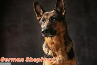 German Shepherd Dog in alert pose against black background, displaying characteristic attentive expression and noble bearing