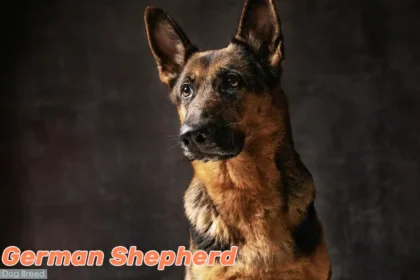 German Shepherd Dog in alert pose against black background, displaying characteristic attentive expression and noble bearing
