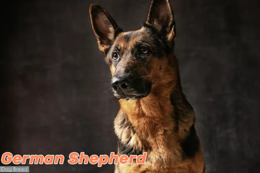 German Shepherd Dog in alert pose against black background, displaying characteristic attentive expression and noble bearing