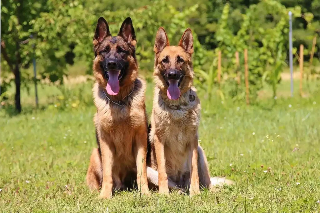 Male and female German Shepherd Dogs sitting side by side in field, showcasing breed's gender-specific size differences and characteristic alert expressions