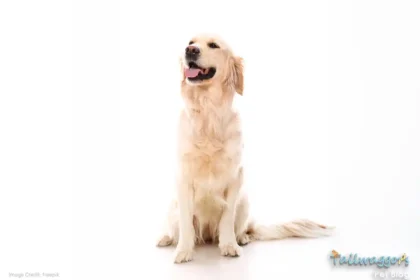 Cute Golden Retriever sitting for photograph