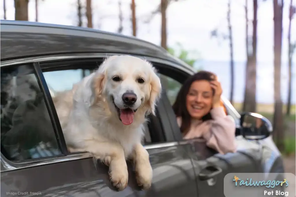 Golden Retriever hanging out car window with owner