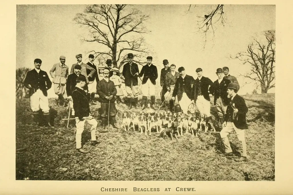1918 historical illustration from Royal Rock Beagle Hunt by Nathaniel Caine, depicting traditional beagle pack hunting practices