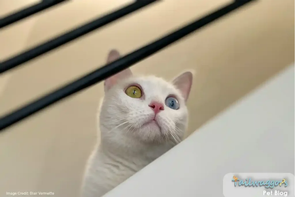 A rare Khao Manee cat showcasing its distinctive gem-like eyes, celebrated for their dazzling diamond-like appearance.