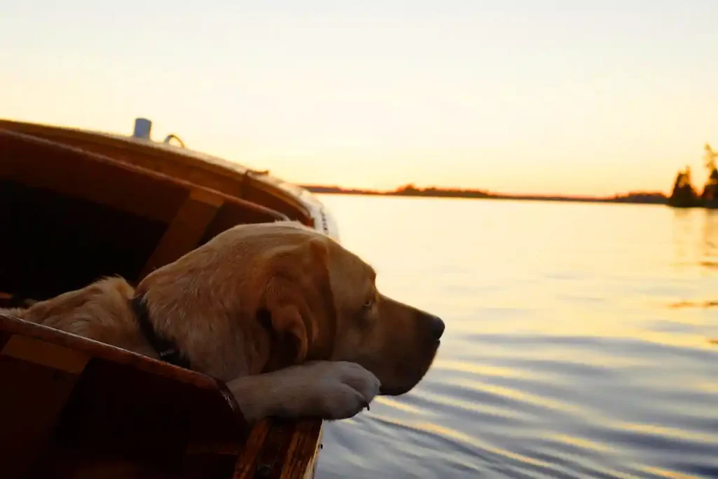 Patient Labrador Retriever sitting calmly in a boat on a dam, demonstrating the breed's natural water affinity and loyal temperament