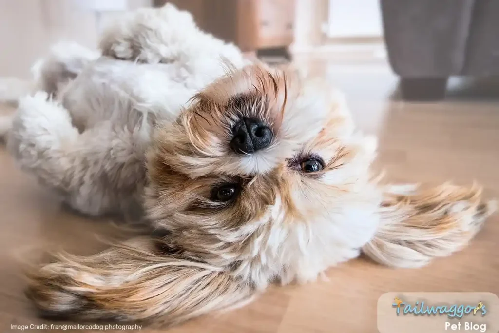 A cute adult Shih Tzu lying on its back indoors, enjoying playful exercise time.