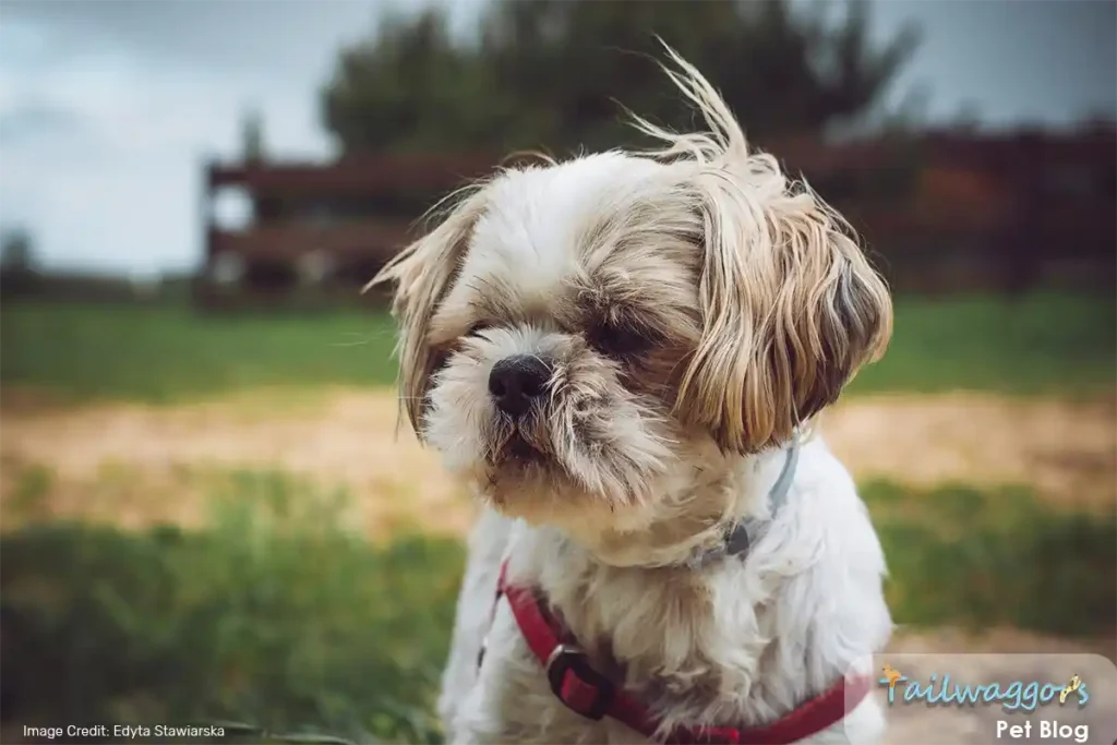 An adult Shih Tzu walking in a park during an exercise session, reflecting the costs associated with routine care and activities.