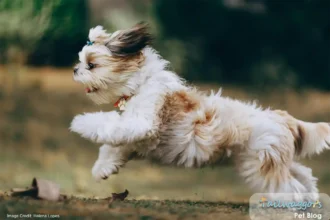 A playful Shih Tzu running outdoors, showcasing a healthy body condition achieved through proper exercise, diet, and care.