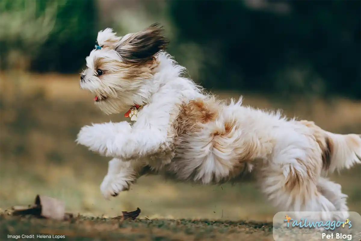 A playful Shih Tzu running outdoors, showcasing a healthy body condition achieved through proper exercise, diet, and care.