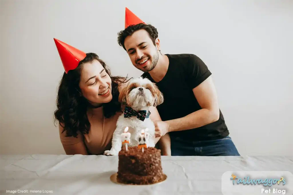 A Shih Tzu at a birthday party with its owners and a chocolate cake, symbolizing the importance of feeding the right diet for this breed.