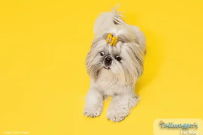 A playful Shih Tzu with a yellow ribbon in her hair, posing in a studio against a bright yellow background.