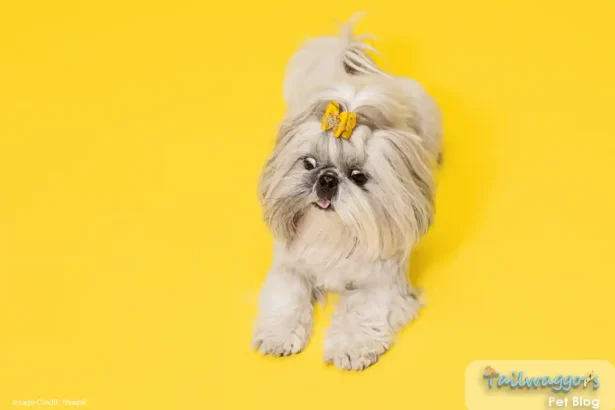 A playful Shih Tzu with a yellow ribbon in her hair, posing in a studio against a bright yellow background.