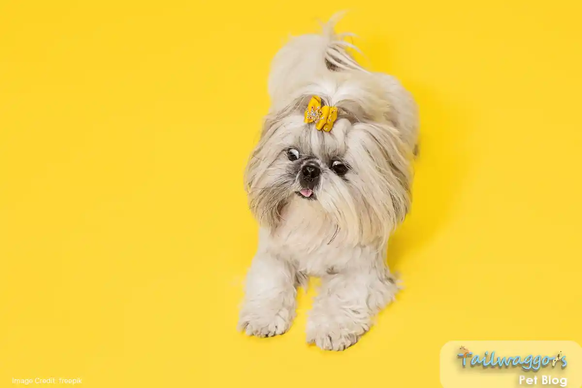 A playful Shih Tzu with a yellow ribbon in her hair, posing in a studio against a bright yellow background.