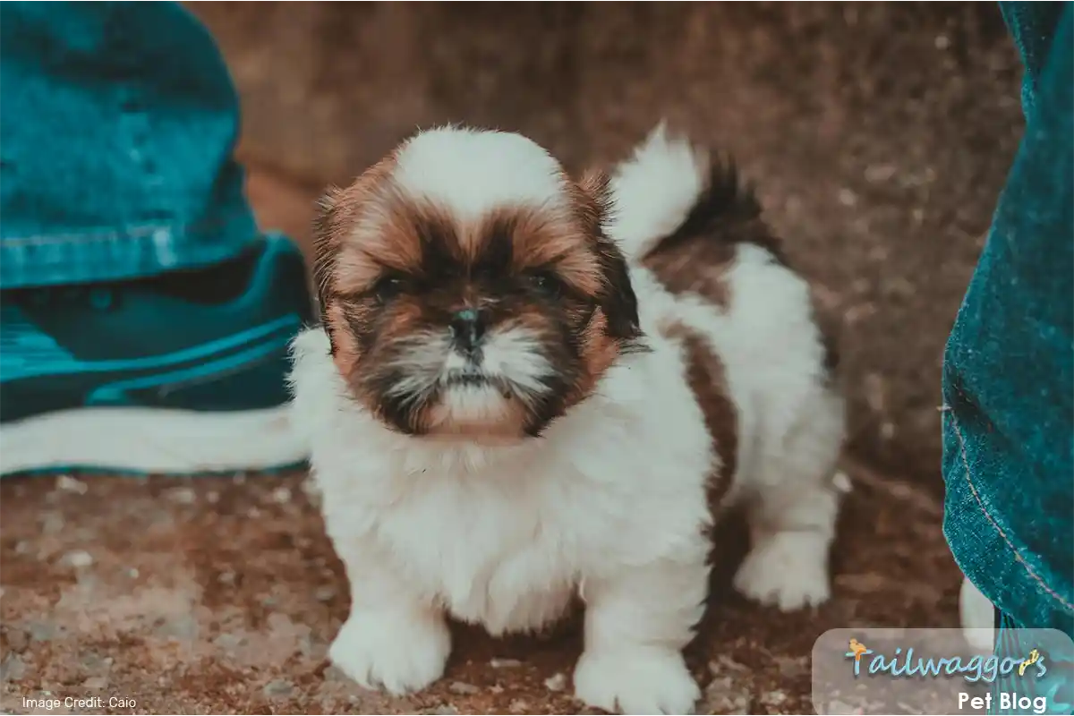 A cute Shih Tzu puppy walking playfully between its owner's feet, showcasing its small and affectionate nature.