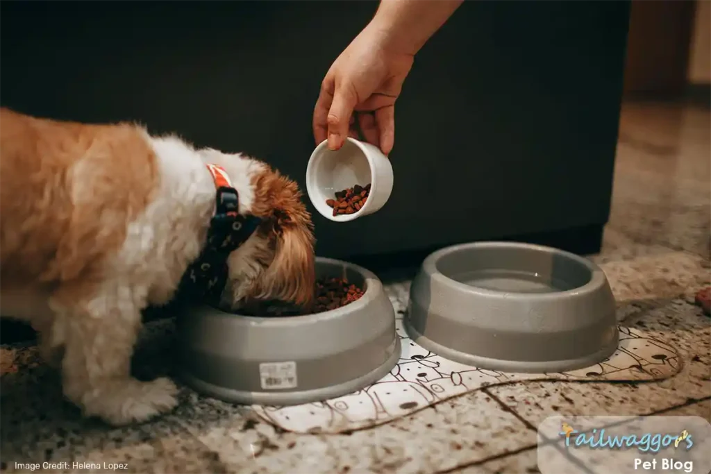 Shih Tzu being fed by its owner, illustrating the importance of creating a balanced dietary plan to prevent obesity and ensure proper nutrition.