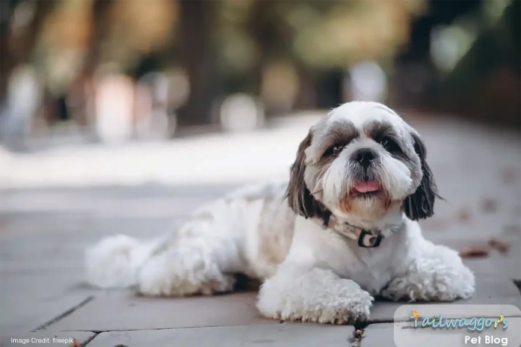 cute Shih Tzu dog patiently waiting for its owner, showcasing its eager and attentive nature during training.