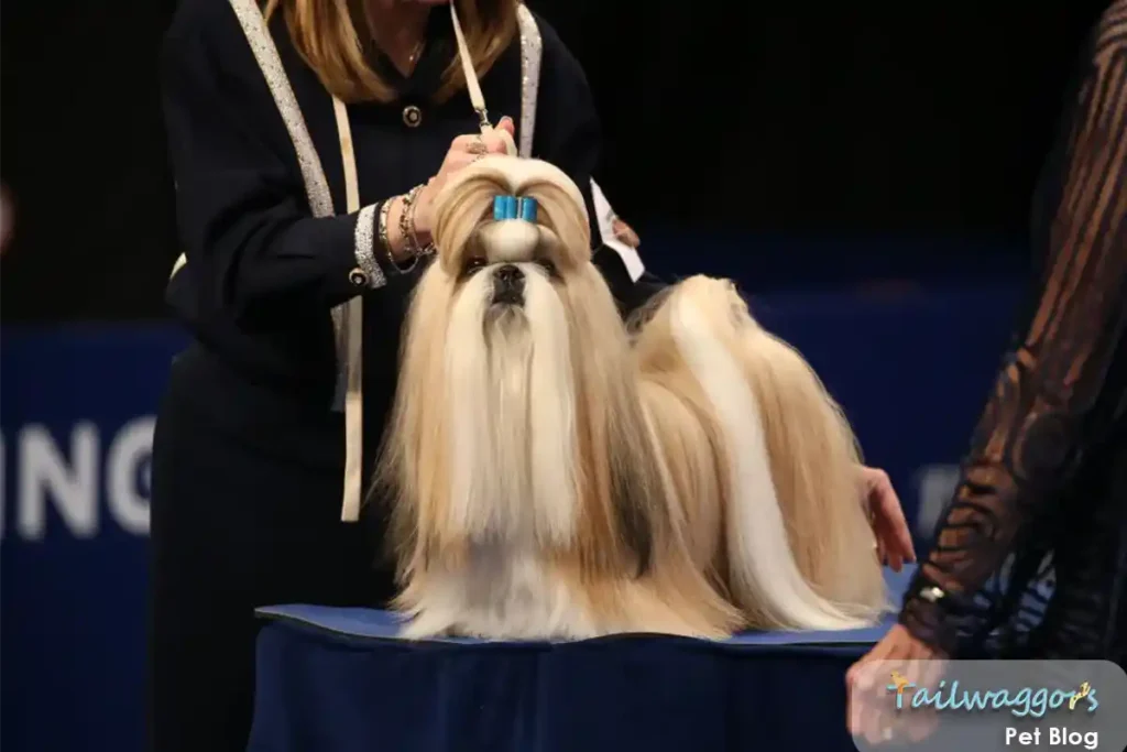 A Shih Tzu being judged at a dog show, showcasing its groomed coat and elegant stance.