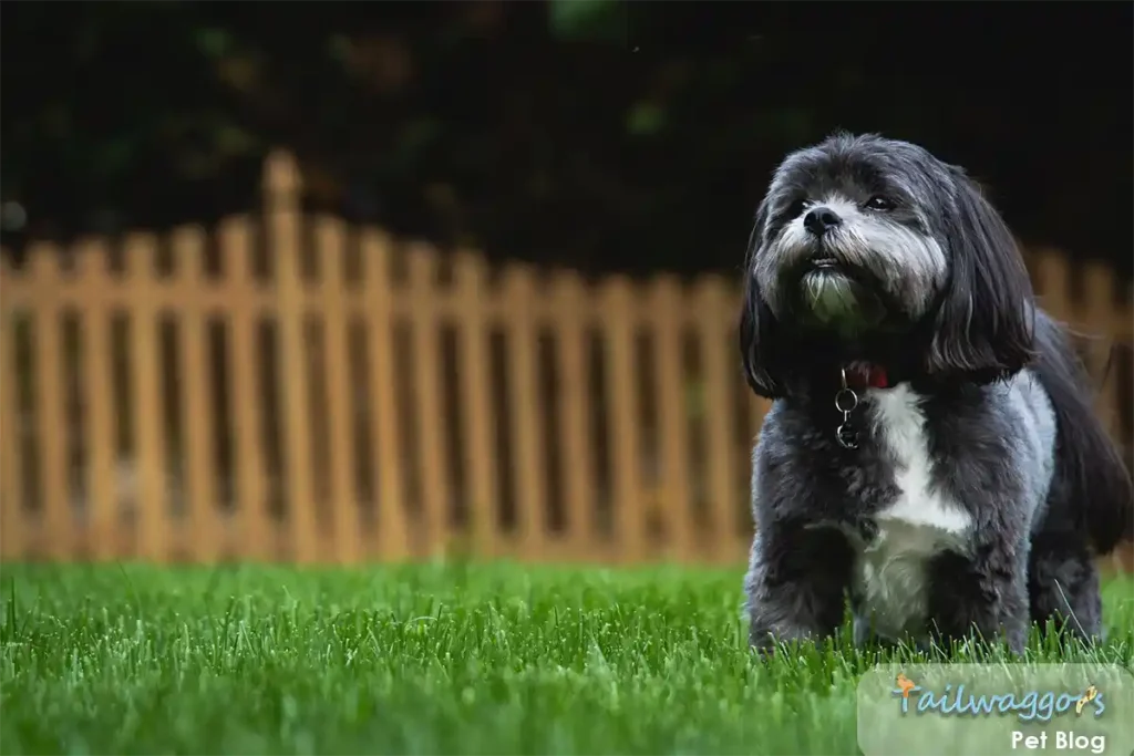 A grey Shih Tzu sitting outside, representing the importance of adapting their diet to seasonal changes for optimal health.