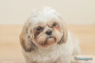 Shih Tzus tear stain photo whilst sitting calmly for the photo