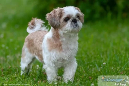 A Shih Tzu with a healthy body condition, standing outdoors, illustrating the benefits of proper diet, nutrition, and exercise for small dogs.