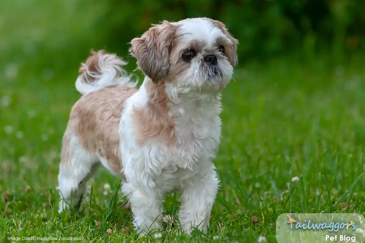 A Shih Tzu with a healthy body condition, standing outdoors, illustrating the benefits of proper diet, nutrition, and exercise for small dogs.