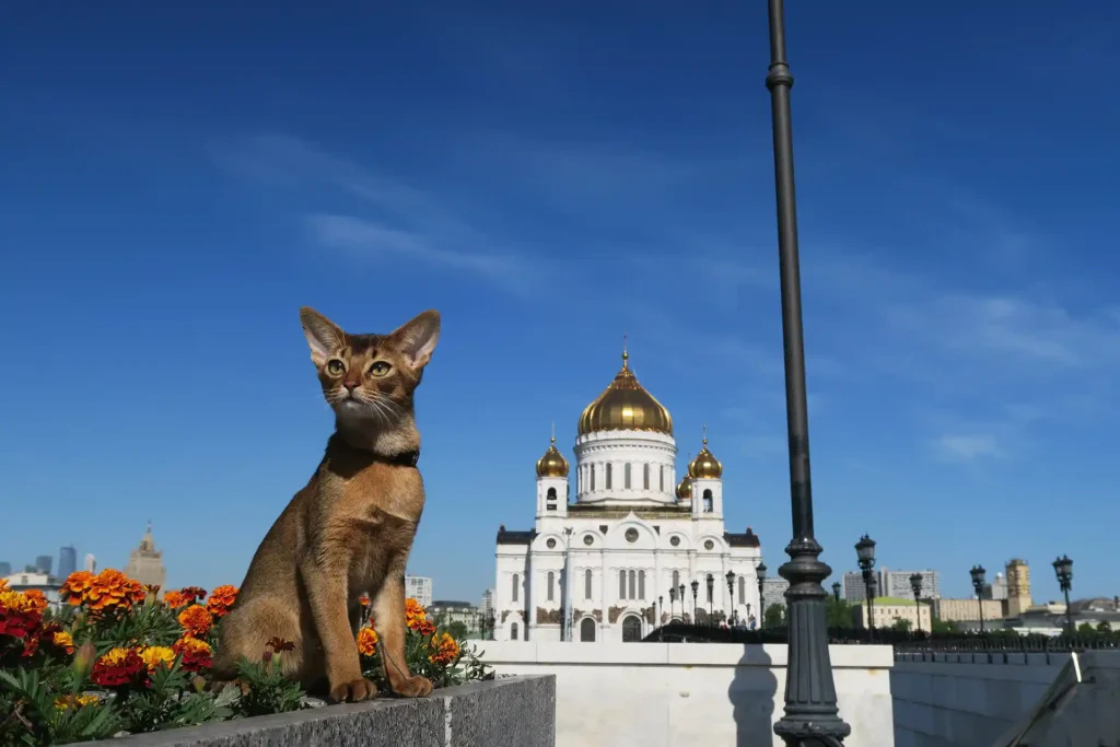 An Abyssinian kitten sitting on an apartment balcony, gazing at a mosque in a serene setting.