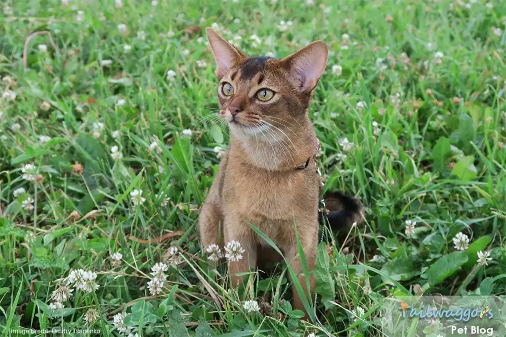 An Abyssinian cat sitting in a field, highlighting the importance of adjusting its diet to seasonal changes for optimal health and well-being.