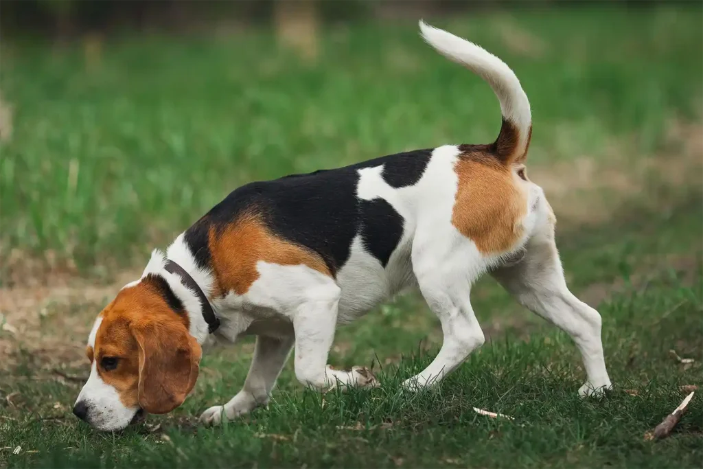 Male beagle in harness actively tracking a scent, demonstrating the breed's characteristic nose-to-ground running posture and strong scenting abilities