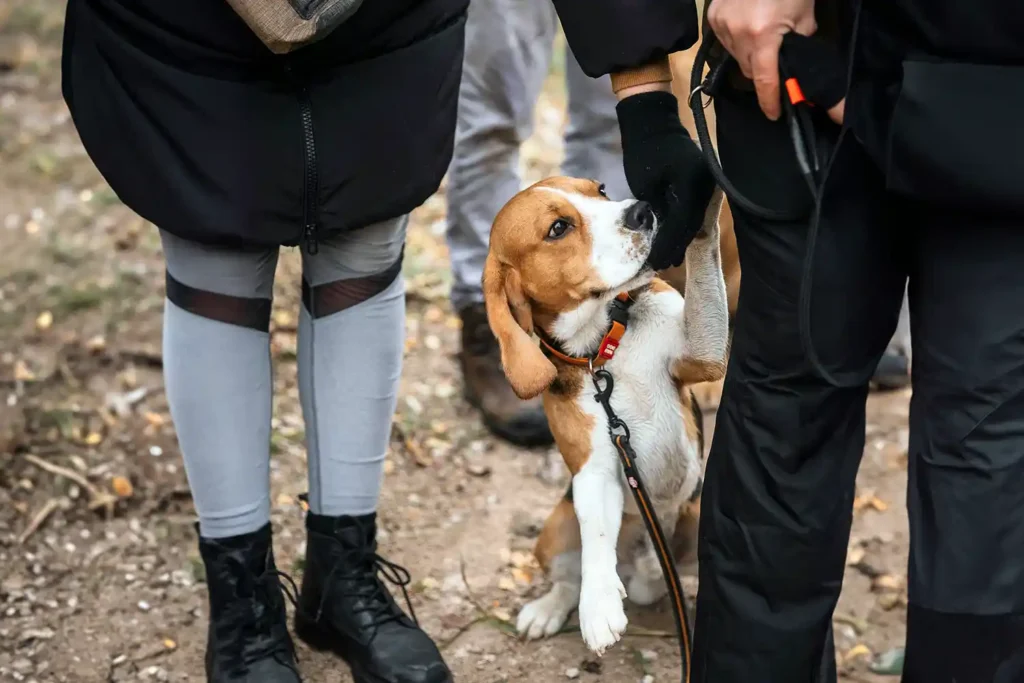 Beagle in collar and harness interacting with couple at market, lifting paw to touch hands, demonstrating sociable temperament and proper equipment investment