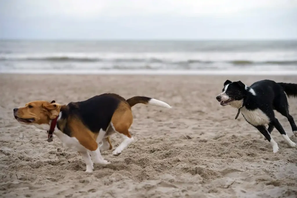 Beagle and Border Collie playing together on beach, demonstrating size comparison and social compatibility between breeds