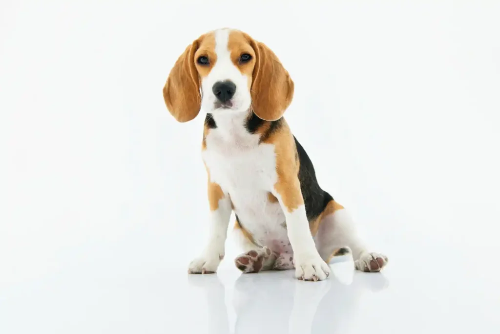 Beagle puppy sitting calmly in studio setting, gazing directly at camera with characteristic friendly and relaxed expression