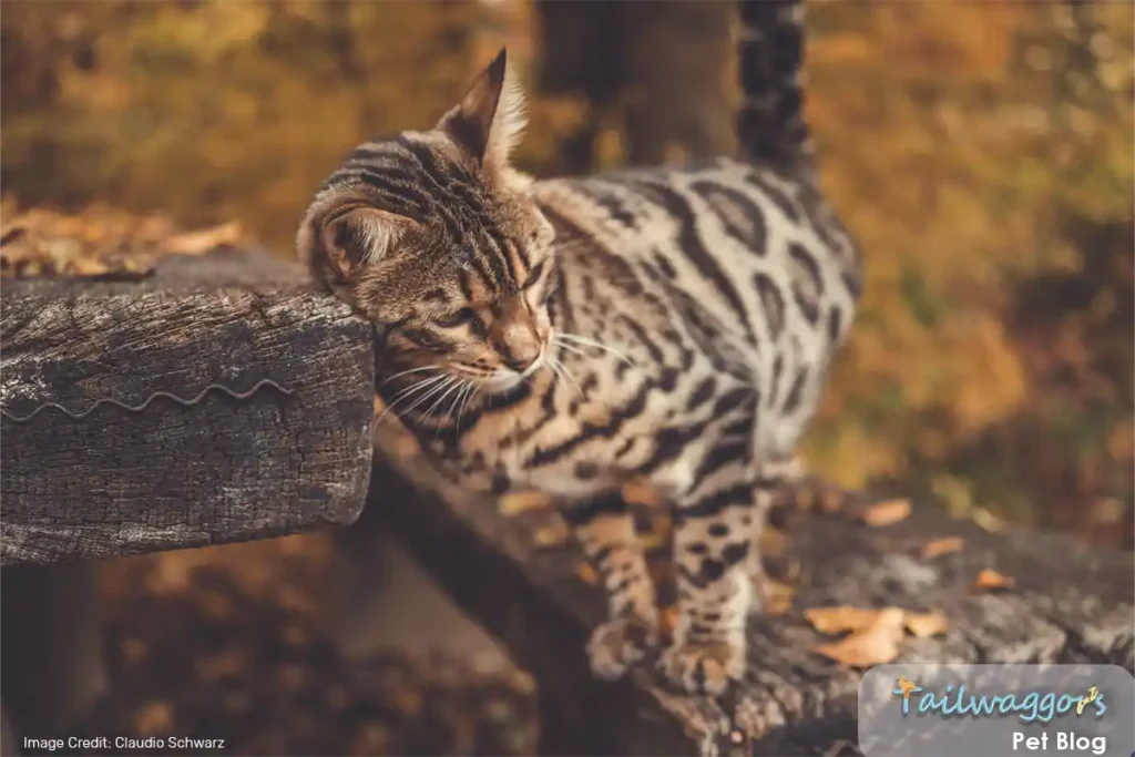 A cute Bengal cat with a striking patterned coat, standing on an outdoor bench and scratching a table, enjoying an outdoor adventure.