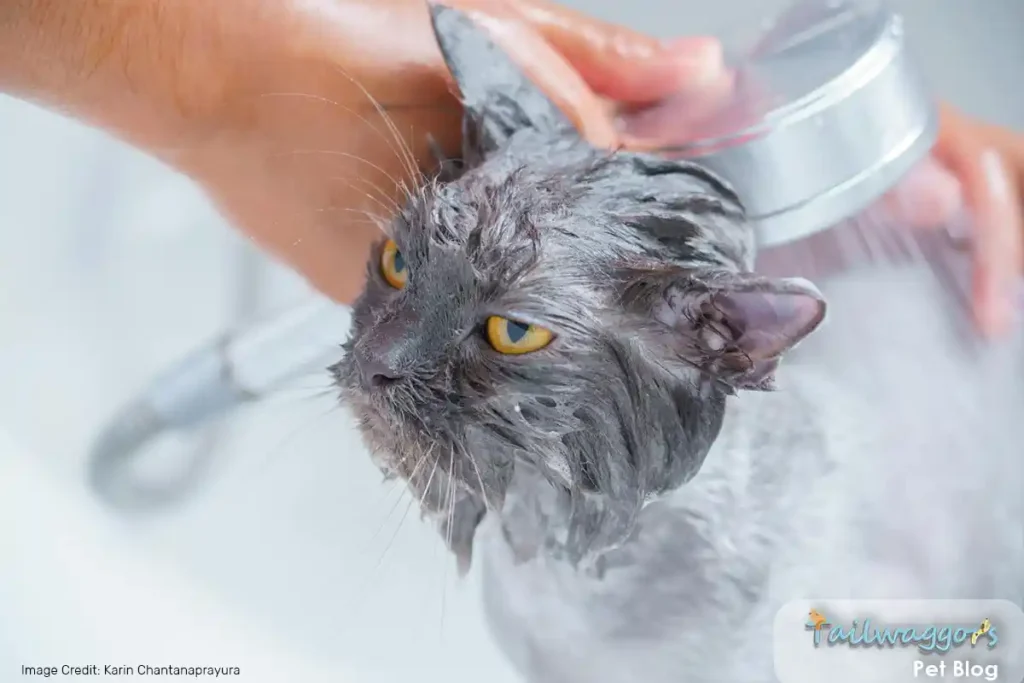 Cat health and care considerations, including bathing and grooming, with a focus on the extra maintenance required for long-haired breeds.
