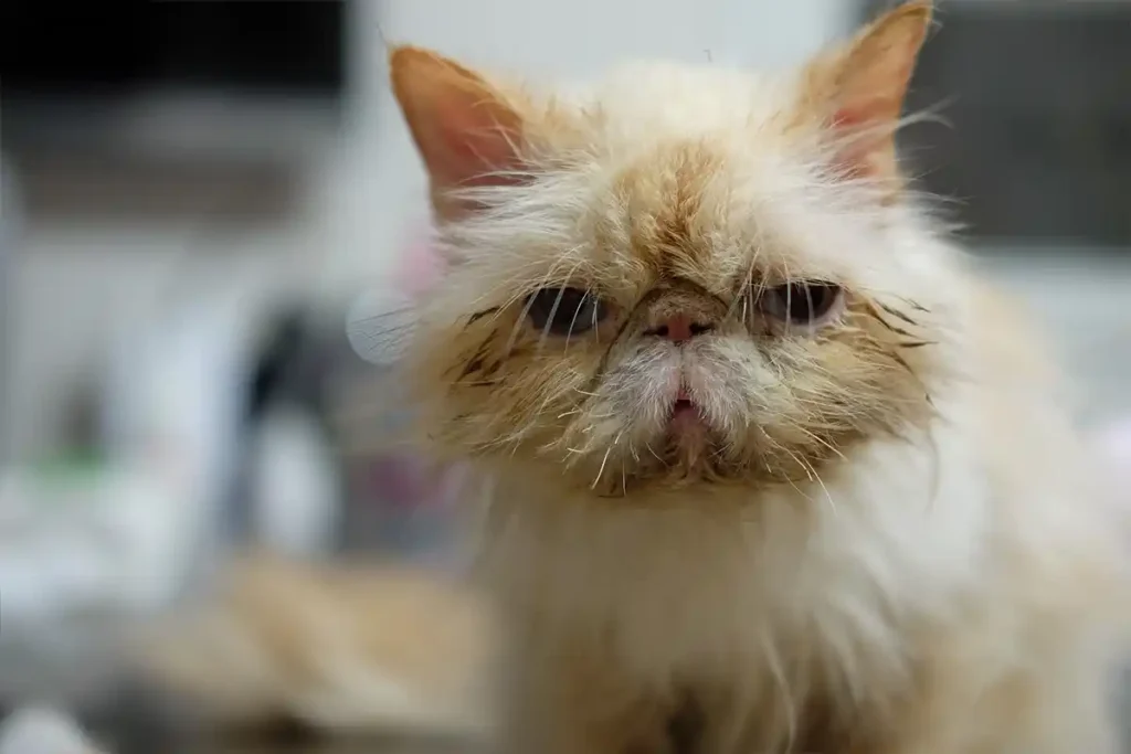 A wet and unhappy Persian cat, highlighting the importance of being prepared for emergencies when things go wrong quickly.