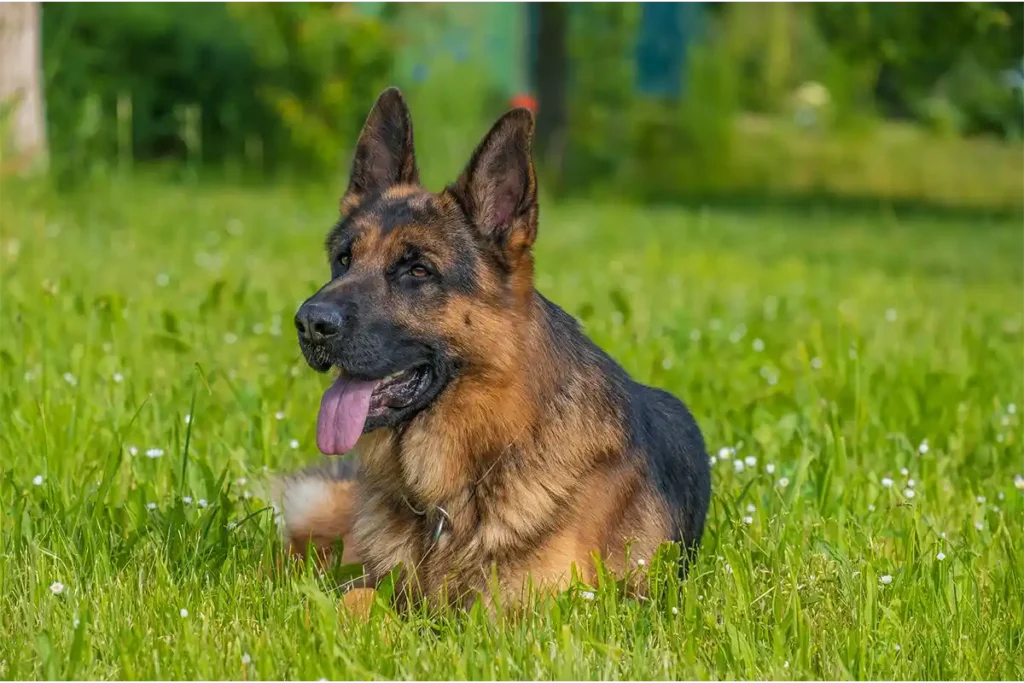 Senior German Shepherd Dog resting in field while panting, demonstrating the breed's characteristic alertness even in their later years