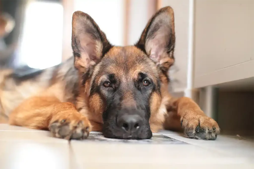 Young German Shepherd lying attentively on kitchen floor, displaying the breed's characteristic intelligence and eagerness to engage with their owner.