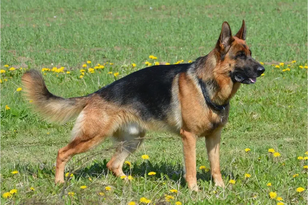 Adult male German Shepherd standing alert in field, eagerly awaiting training commands, demonstrating the breed's high trainability and need for mental stimulation
