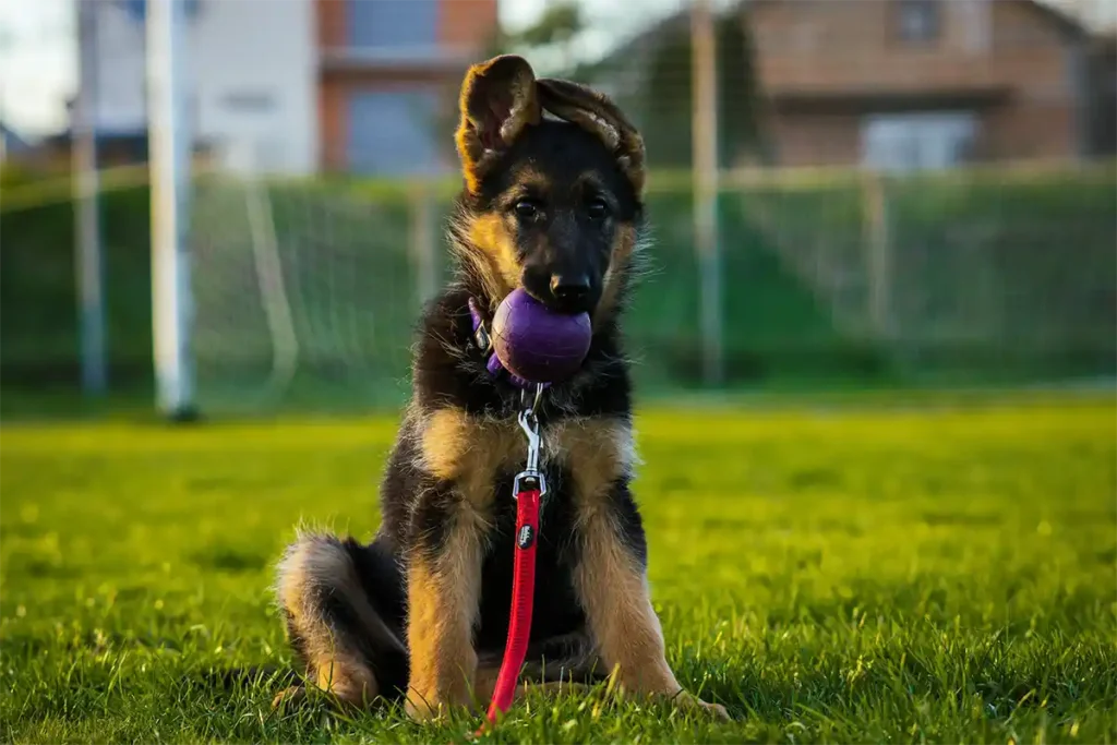 German Shepherd puppy sitting in training area with toys, wearing proper collar and harness, symbolizing the importance of early training and proper equipment