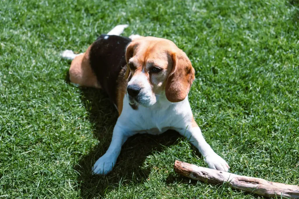 Senior beagle relaxing on lawn with back legs extended, contentedly chewing a stick, demonstrating the breed's playful nature even in older age