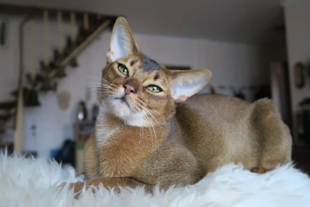 An adult Abyssinian cat sitting contentedly on a fur blanket on a couch, showing affection toward its owner.