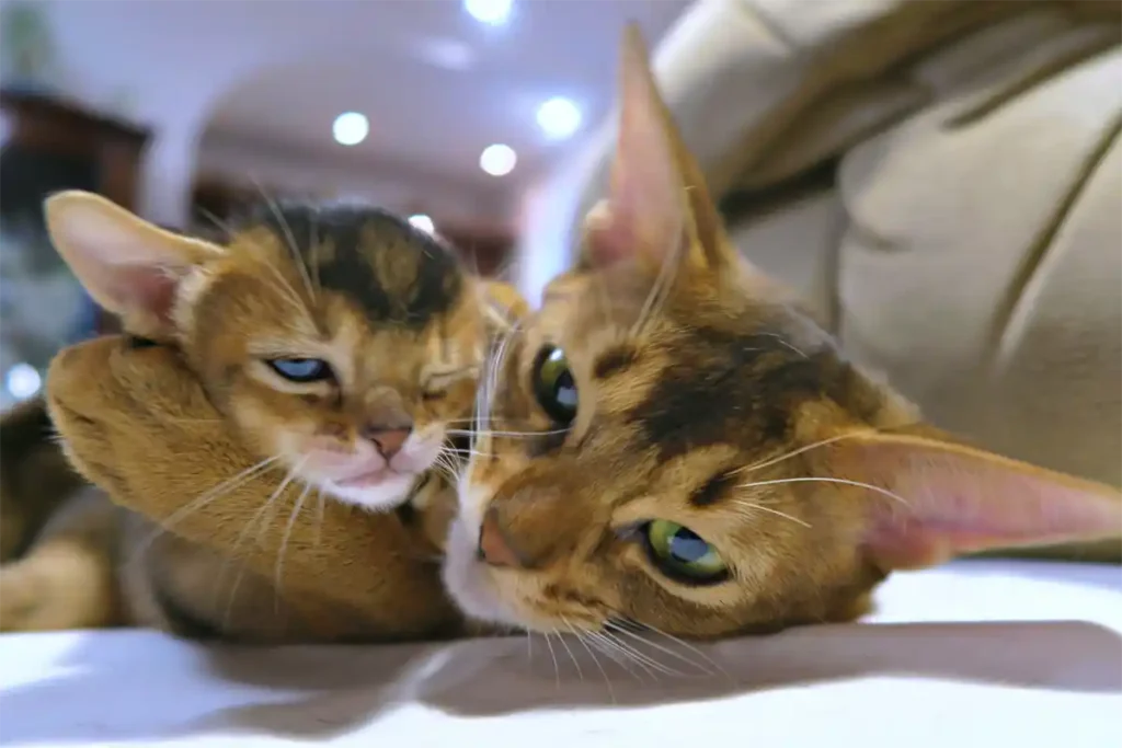 A mother Abyssinian cat and her kitten lying on a couch, licking each other affectionately, symbolizing the bond during a diet transition.