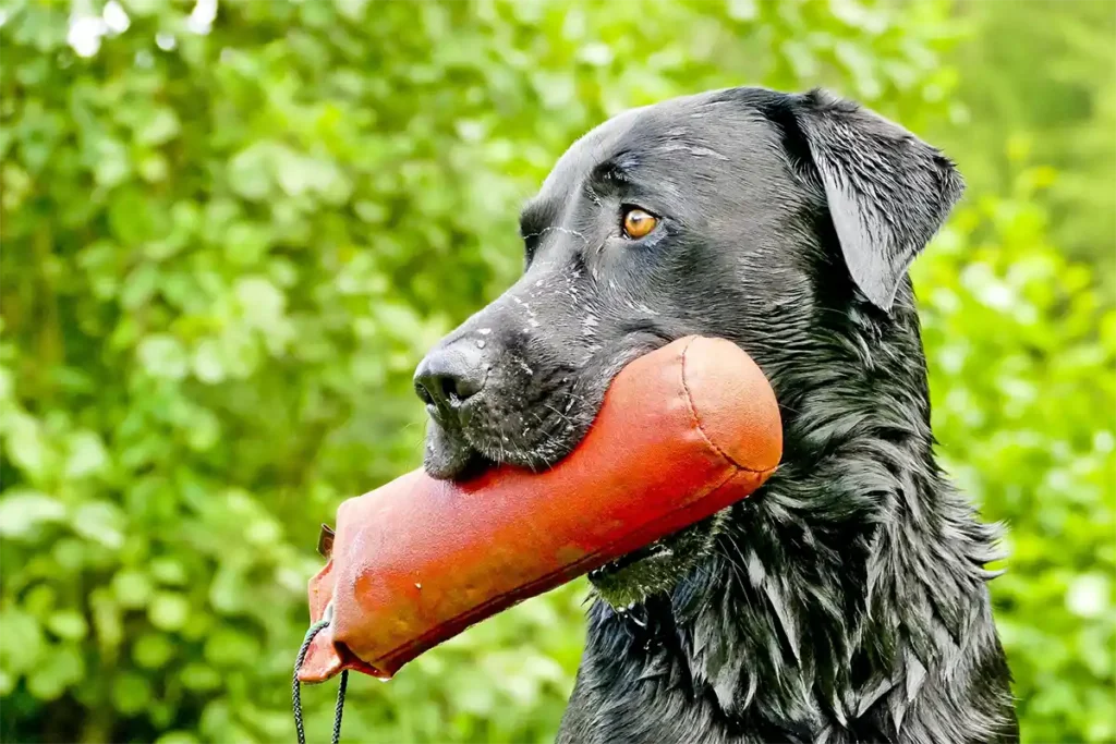Wet Black Labrador Retriever carrying orange toy in mouth, showcasing their natural water-loving nature and retrieving instincts