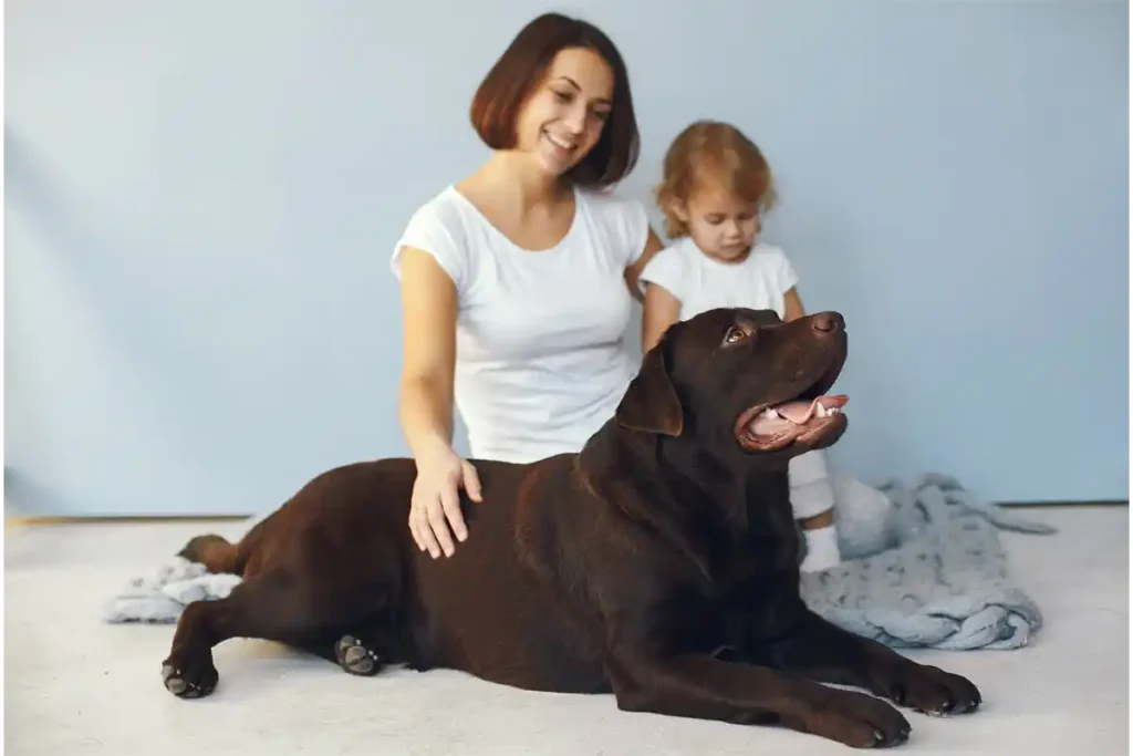 Brown Labrador lying patiently beside mother and child, demonstrating gentle family temperament while calmly awaiting treat