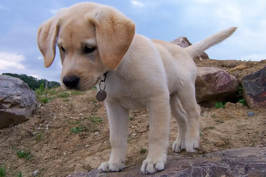 Labrador Retriever puppy outdoors looking attentively into distance, embodying the breed's alert and curious nature