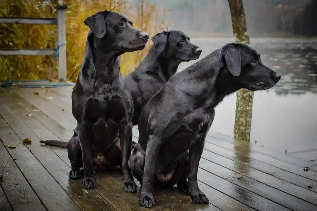 Three Black Labradors sitting attentively on a jetty, demonstrating their characteristic trainability and pack-friendly nature in contrast to other breeds