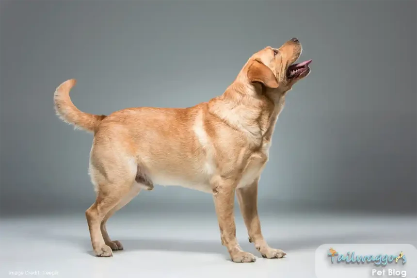 Labrador Retriever in studio looking at handler