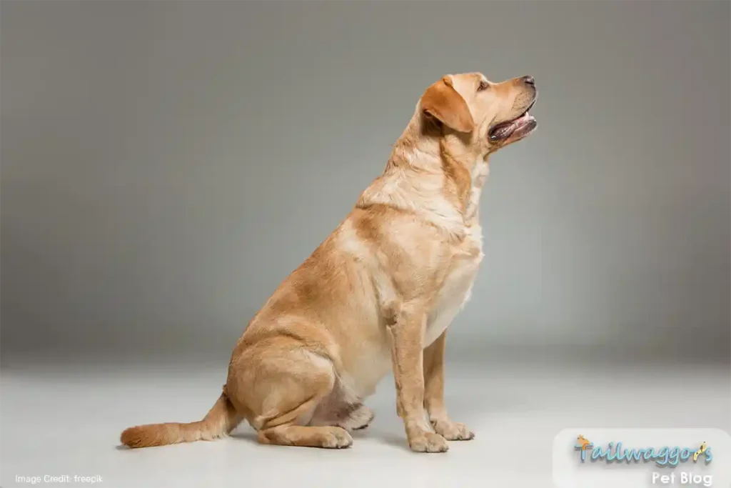 Labrador Retriever dog breed dog sitting in photo studio