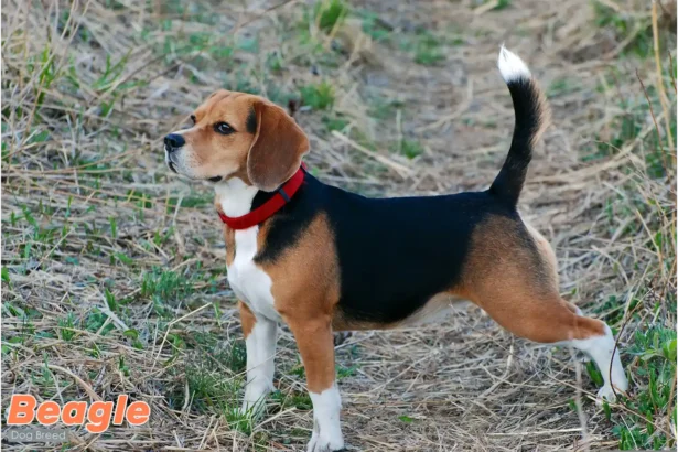Male beagle standing alert in grassy field, showcasing breed's characteristic tri-colored coat and muscular build